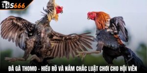 Đá Gà Thomo - Hiểu Rõ Và Nắm Chắc Luật Chơi Cho Hội Viên