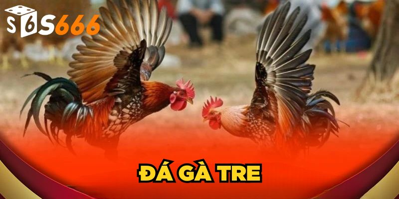 Đá Gà Tre S666| Bí Quyết Chiến Thắng Từ Cao Thủ Nhà Cái