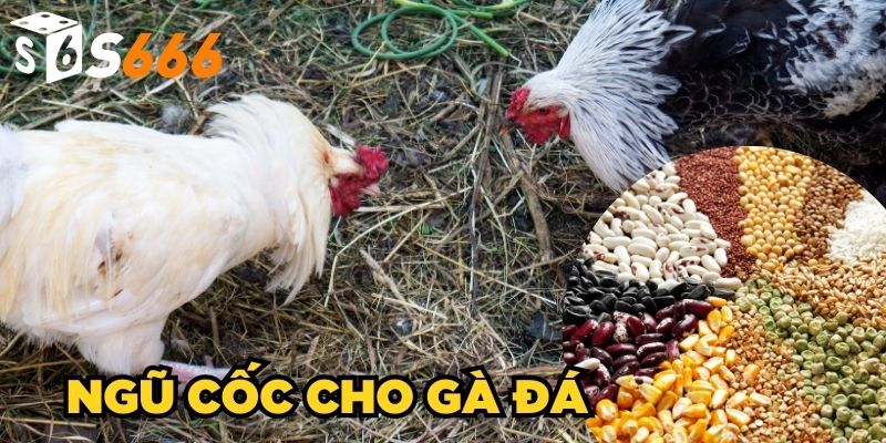 Ngũ Cốc Cho Gà Đá | Cách Trộn Thức Ăn Cho Chiến Kê Chuẩn 1 Ngũ Cốc Cho Gà Đá| Công Thức Trộn Ngũ Cốc Chuẩn Chỉnh
